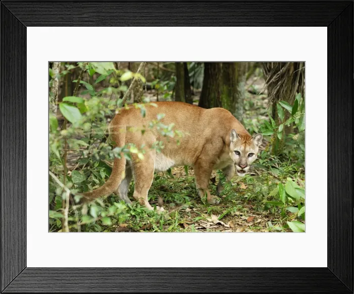 Framed Print : Puma Belize