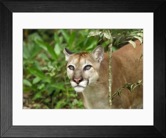 Framed Print : Puma Belize Framed Print : Puma Belize