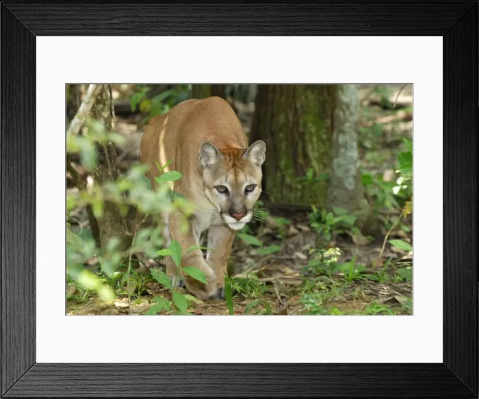 Framed Print : Puma Belize Framed Print : Puma Belize