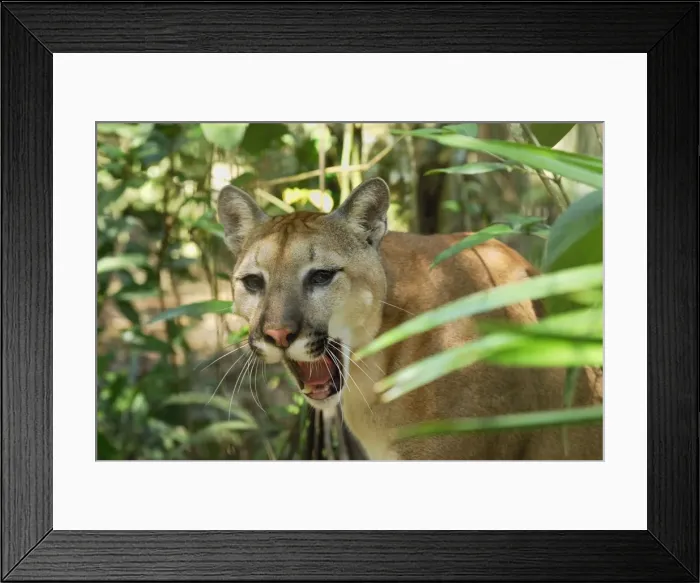 Framed Print : Puma Belize Framed Print : Puma Belize
