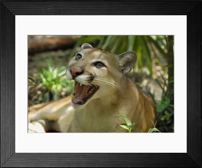 Framed Print : Puma Belize Framed Print : Puma Belize