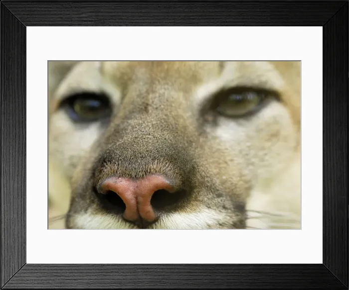 Framed Print : Puma Belize Framed Print : Puma Belize