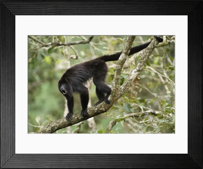 Framed Print : Guatemalan Howler Monkey, calling Belize Framed Print : Guatemalan Howler Monkey, calling Belize