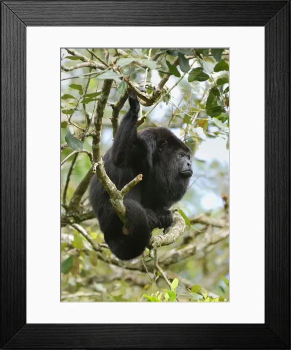 Framed Print : Guatemalan Howler Monkey Belize Framed Print : Guatemalan Howler Monkey Belize