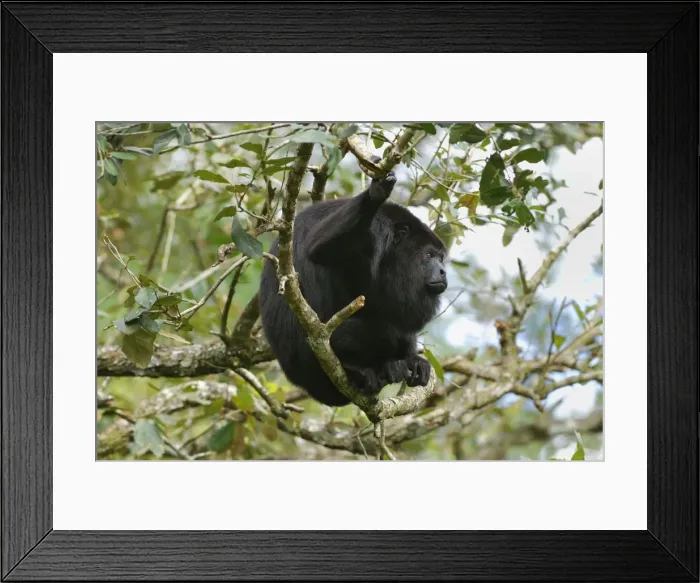 Framed Print : Guatemalan Howler Monkey Belize Framed Print : Guatemalan Howler Monkey Belize