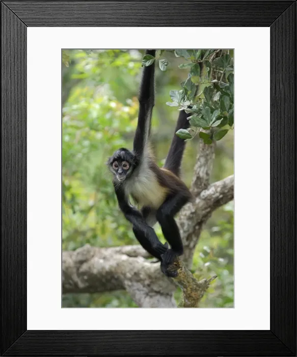 Framed Print : Black-handed Spider Monkey Belize Framed Print : Black-handed Spider Monkey Belize