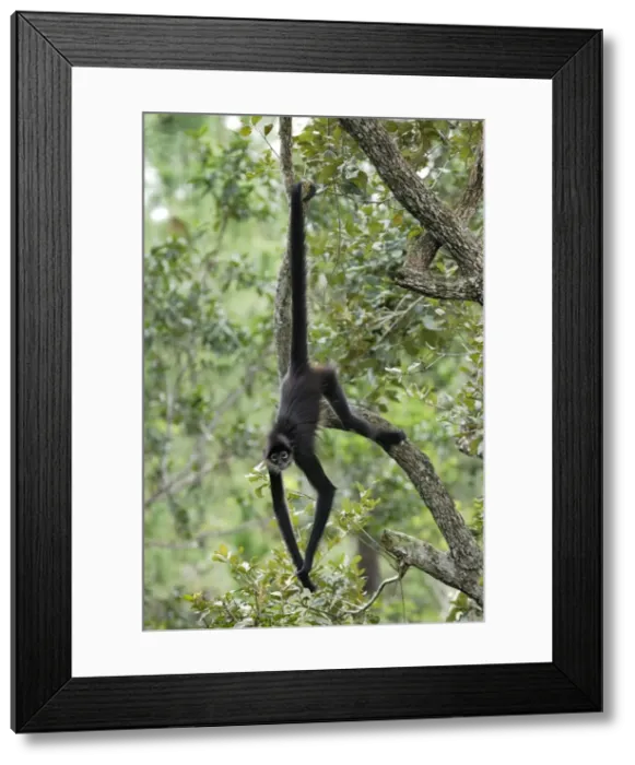 Framed Print : Black-handed Spider Monkey Belize Framed Print : Black-handed Spider Monkey Belize