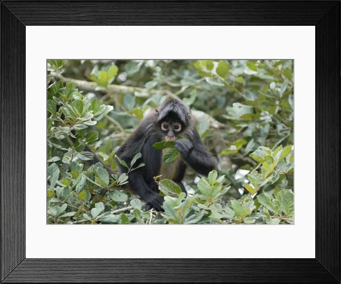 Framed Print : Black-handed Spider Monkey Belize Framed Print : Black-handed Spider Monkey Belize