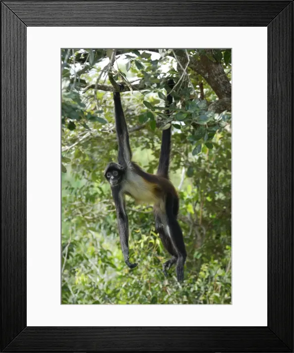 Framed Print : Black-handed Spider Monkey Belize