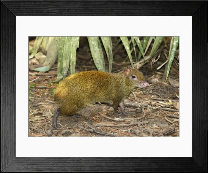 Framed Print : Central American Agouti Belize Framed Print : Central American Agouti Belize