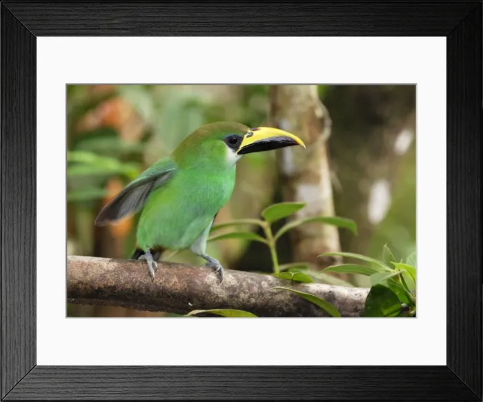 Framed Print : Emerald Toucanet Belize Framed Print : Emerald Toucanet Belize