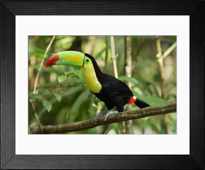 Framed Print : Keel-billed Toucan Belize Framed Print : Keel-billed Toucan Belize