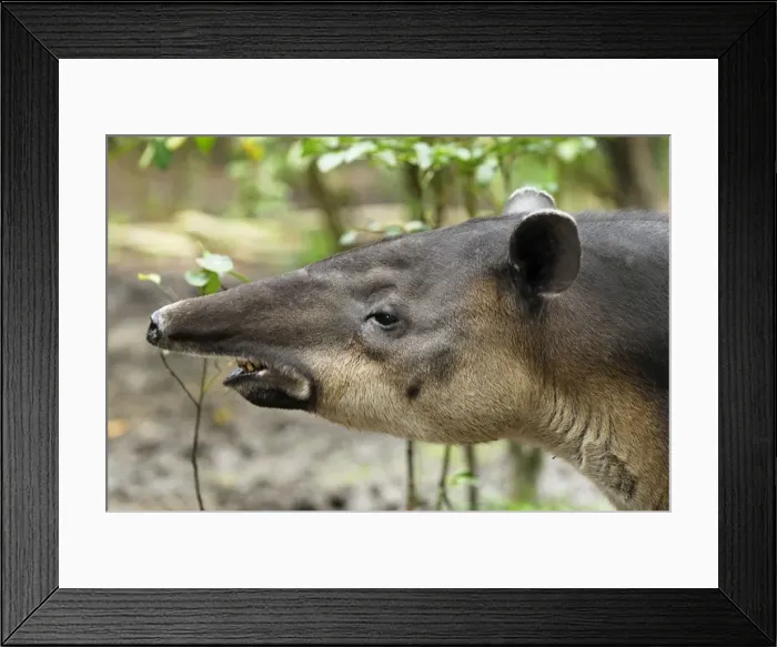 Framed Print : Baird's Tapir Belize Framed Print : Baird's Tapir Belize