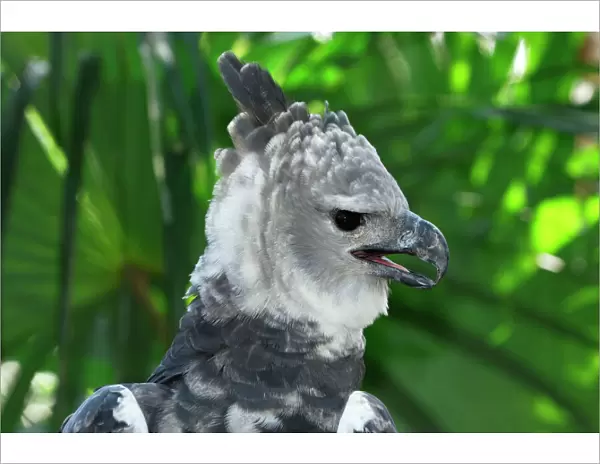 Harpy Eagle Belize
