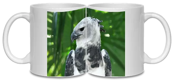 Harpy Eagle Belize