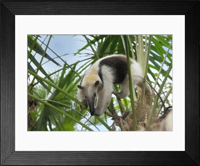 Framed Print : Southern Tamandua or Lesser Anteater Belize Framed Print : Southern Tamandua or Lesser Anteater Belize