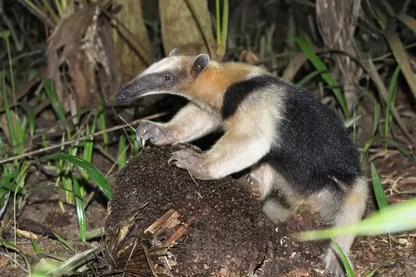 Southern Tamandua or Lesser Anteater - with termite nest Belize