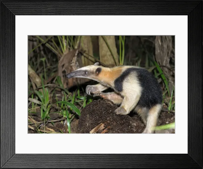 Framed Print : Southern Tamandua or Lesser Anteater - with termite nest Belize Framed Print : Southern Tamandua or Lesser Anteater - with termite nest Belize