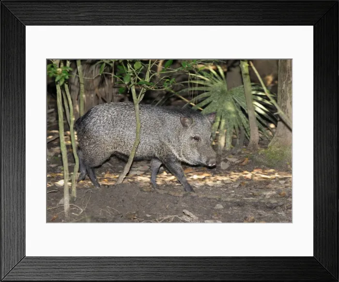 Framed Print : Collared Peccary Belize Framed Print : Collared Peccary Belize