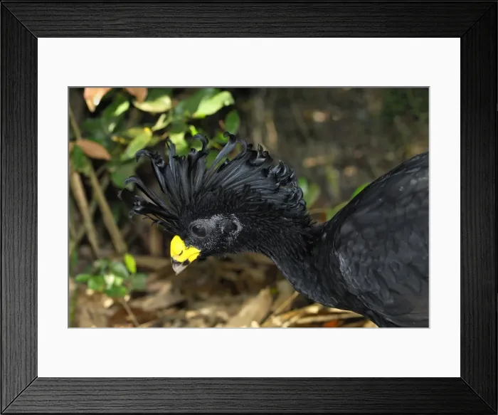 Framed Print : Great Curassow Belize Framed Print : Great Curassow Belize