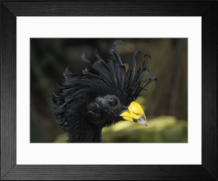 Framed Print : Great Curassow Belize Framed Print : Great Curassow Belize