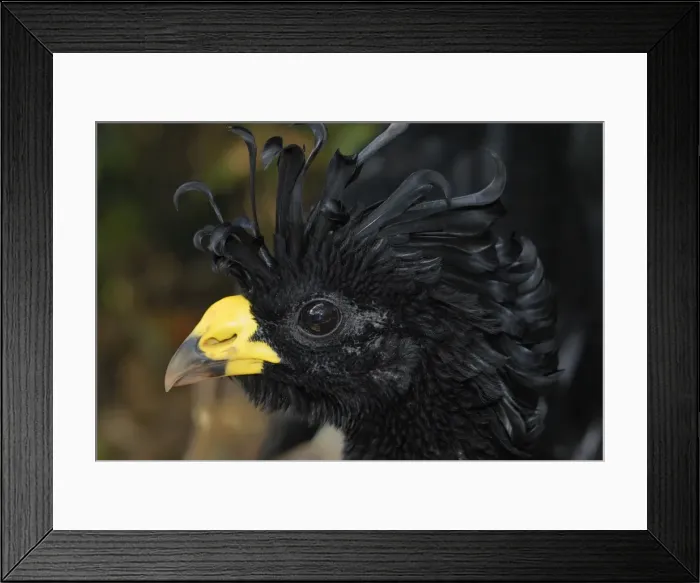 Framed Print : Great Curassow Belize Framed Print : Great Curassow Belize