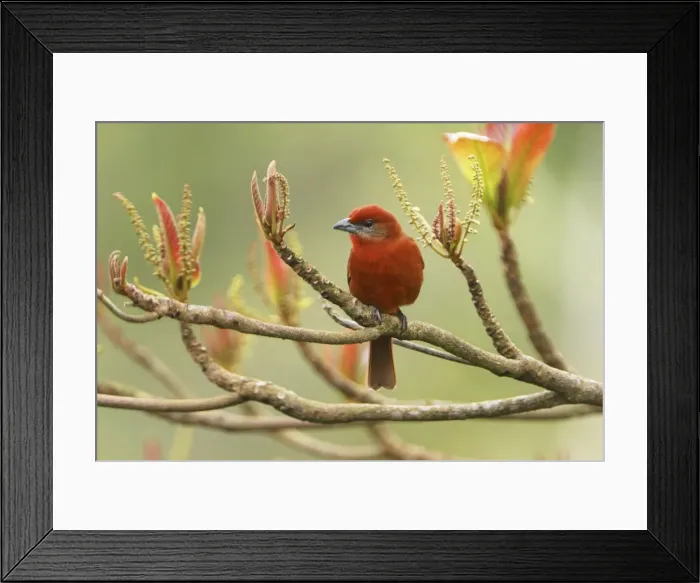 Framed Print : Hepatic Tanager - male Belize Framed Print : Hepatic Tanager - male Belize