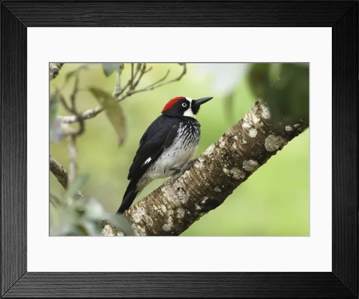 Framed Print : Acorn Woodpecker Belize Framed Print : Acorn Woodpecker Belize