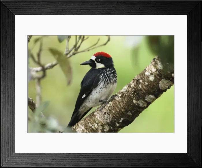 Framed Print : Acorn Woodpecker Belize Framed Print : Acorn Woodpecker Belize