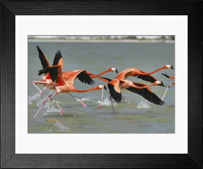 Framed Print : American flamingo Rio Lagartos Reserve, Yucatan, Mexico Framed Print : American flamingo Rio Lagartos Reserve, Yucatan, Mexico