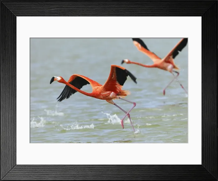 Framed Print : American Flamingo Rio Lagartos Reserve, Yucatan, Mexico