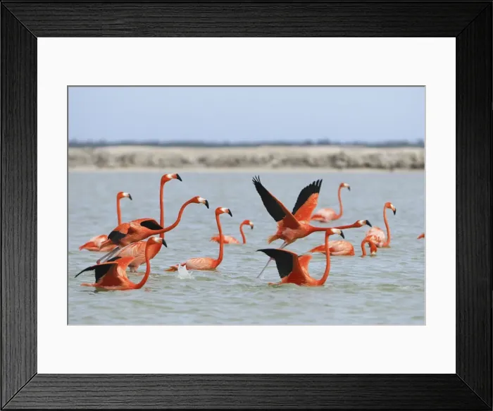 Framed Print : American flamingo Rio Lagartos Reserve, Yucatan, Mexico Framed Print : American flamingo Rio Lagartos Reserve, Yucatan, Mexico