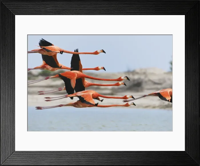 Framed Print : American Flamingo Rio Lagartos Reserve, Yucatan, Mexico Framed Print : American Flamingo Rio Lagartos Reserve, Yucatan, Mexico