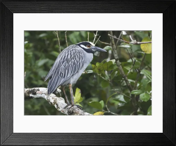 Framed Print : Yellow-crowned Night Heron Cahuita N. P. Costa Rica Framed Print : Yellow-crowned Night Heron Cahuita N. P. Costa Rica