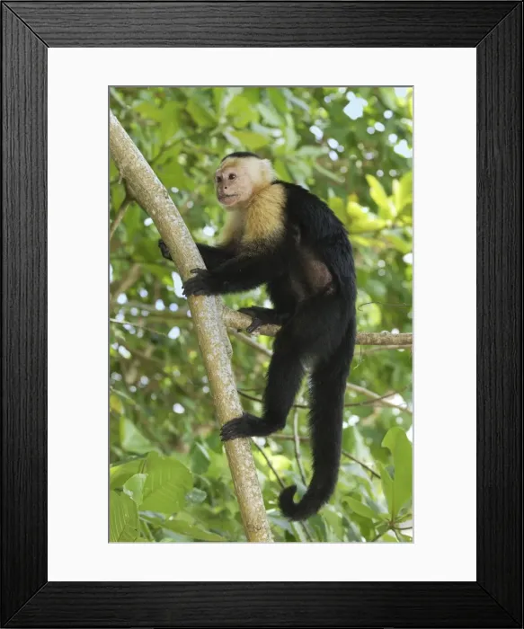 Framed Print : White-throated Capuchin Cahuita N. P. Costa Rica