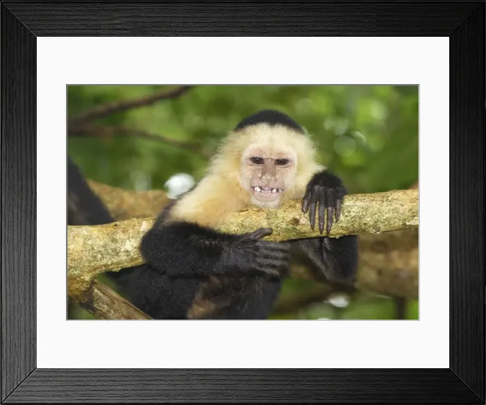 Framed Print : White-throated Capuchin Cahuita N. P. Costa Rica Framed Print : White-throated Capuchin Cahuita N. P. Costa Rica
