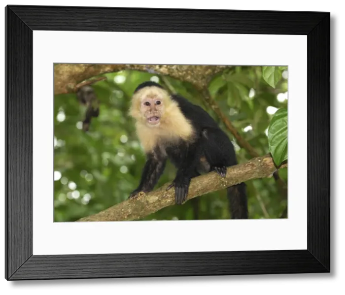 Framed Print : White-throated Capuchin Cahuita N. P. Costa Rica Framed Print : White-throated Capuchin Cahuita N. P. Costa Rica