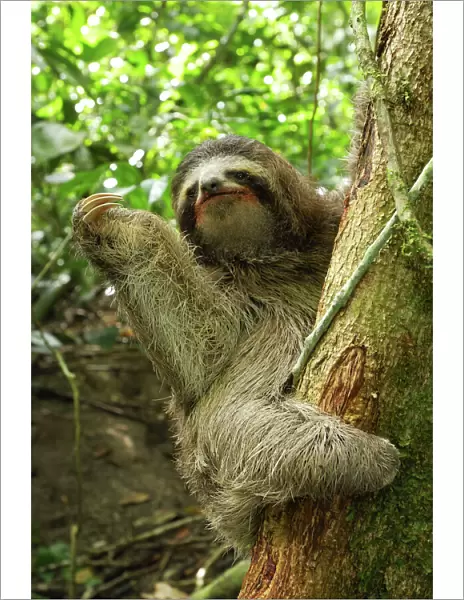 Brown-throated Three-toed Sloth Cahuita N. P. Costa Rica