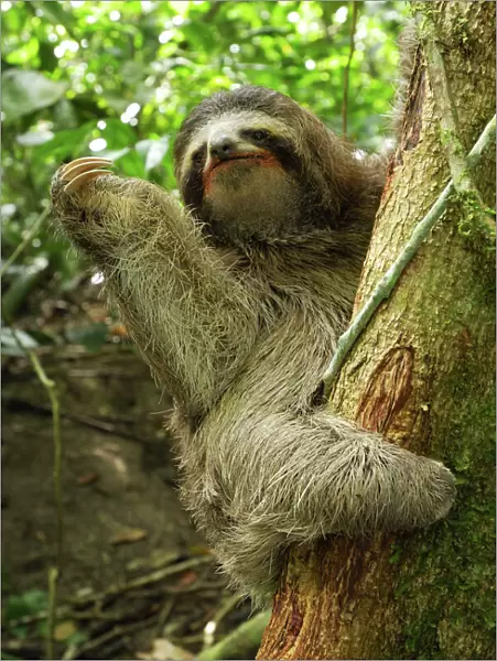 Brown-throated Three-toed Sloth Cahuita N. P. Costa Rica