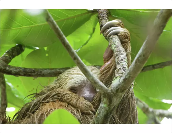 Hoffmann's Two-toed Sloth - during heavy rain Cahuita N. P. Costa Rica