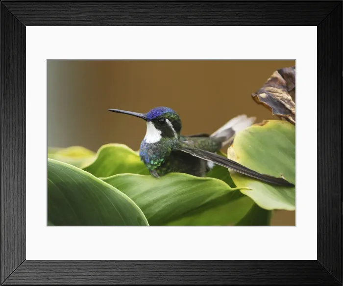 Framed Print : Gray-tailed Mountain-gem Cierro La Muerte, Costa Rica Framed Print : Gray-tailed Mountain-gem Cierro La Muerte, Costa Rica