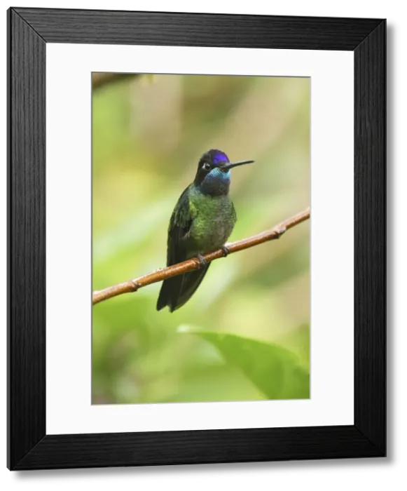 Framed Print : Magnificent Hummingbird Cierro La Muerte, Costa Rica Framed Print : Magnificent Hummingbird Cierro La Muerte, Costa Rica
