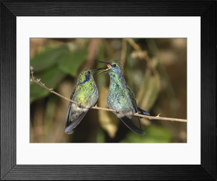 Framed Print : Green Violet-ear feeds juvenile Cierro La Muerte, Costa Rica Framed Print : Green Violet-ear feeds juvenile Cierro La Muerte, Costa Rica