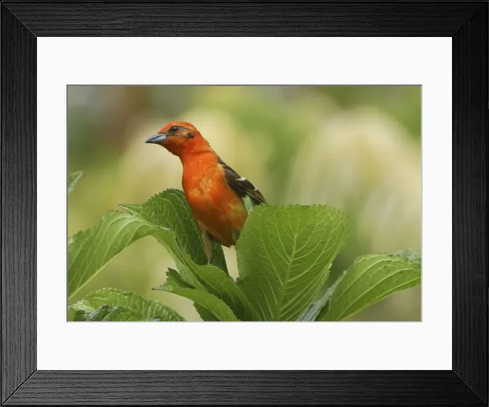 Framed Print : Flame-colored Tanager Cierro La Muerte, Costa Rica Framed Print : Flame-colored Tanager Cierro La Muerte, Costa Rica