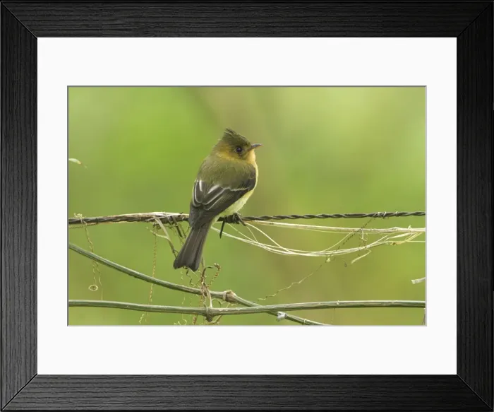 Framed Print : Tufted Flycatcher Cierro La Muerte, Costa Rica Framed Print : Tufted Flycatcher Cierro La Muerte, Costa Rica