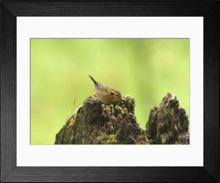 Framed Print : Ochraceous Wren Cierro La Muerte, Costa Rica Framed Print : Ochraceous Wren Cierro La Muerte, Costa Rica