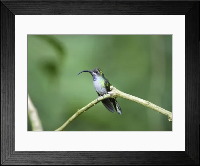 Framed Print : Violet Sabrewing Costa Rica Framed Print : Violet Sabrewing Costa Rica