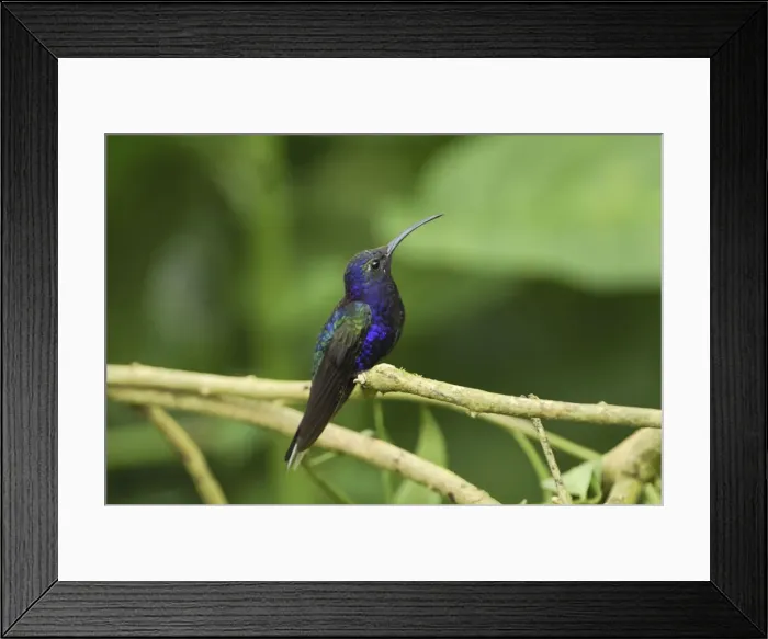 Framed Print : Violet Sabrewing Costa Rica Framed Print : Violet Sabrewing Costa Rica