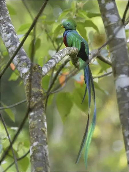 Resplendent Quetzal - male Cierro La Muerte, Costa Rica