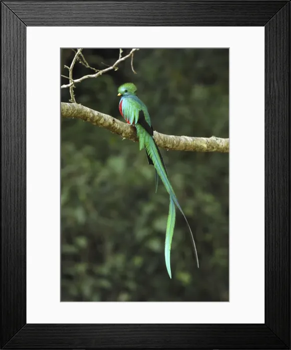 Framed Print : Resplendent Quetzal - male Cierro La Muerte, Costa Rica Framed Print : Resplendent Quetzal - male Cierro La Muerte, Costa Rica
